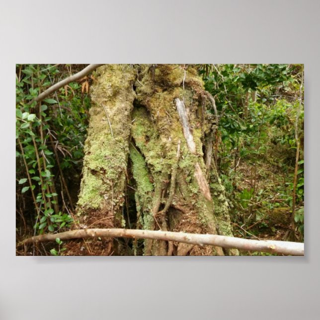 HAWAII OHIA MED BENT GUAVA TRÄD POSTER (Framsidan)