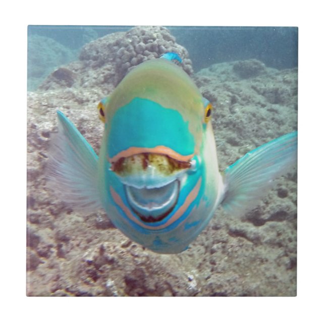 Hawaii papegojafisk kakelplatta (Framsidan)