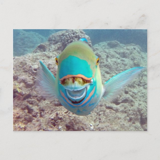 Hawaii papegojafisk vykort (Framsida)