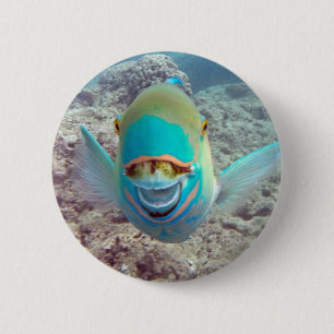 Hawaii Parrot Fish Knapp