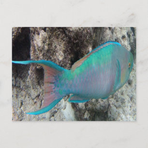 Hawaii Parrot Fish - Uhu Vykort