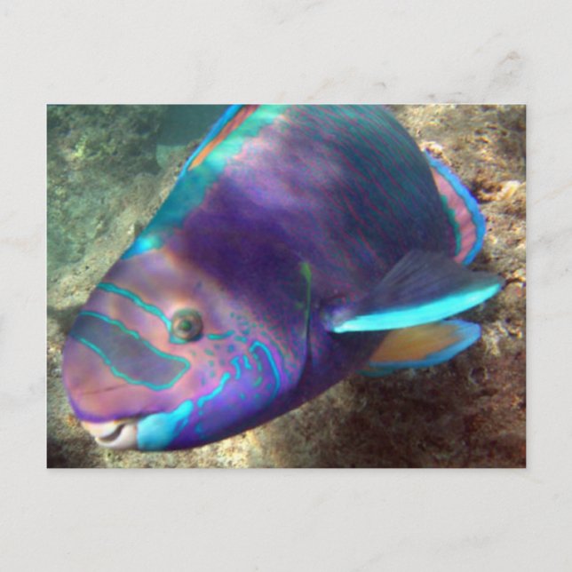 Hawaii Parrot Fish - Uhu Vykort (Framsida)
