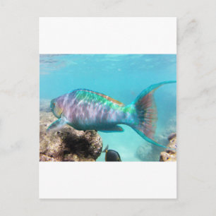 Hawaii Parrot Fish Vykort