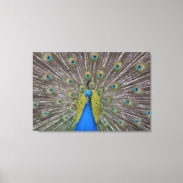 Hawaii Peacock Canvastryck