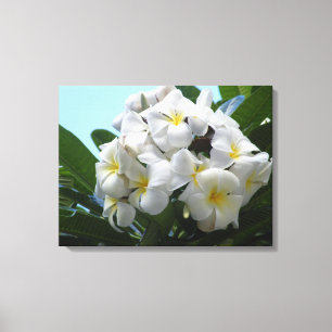 Hawaii Plumeria Canvastryck