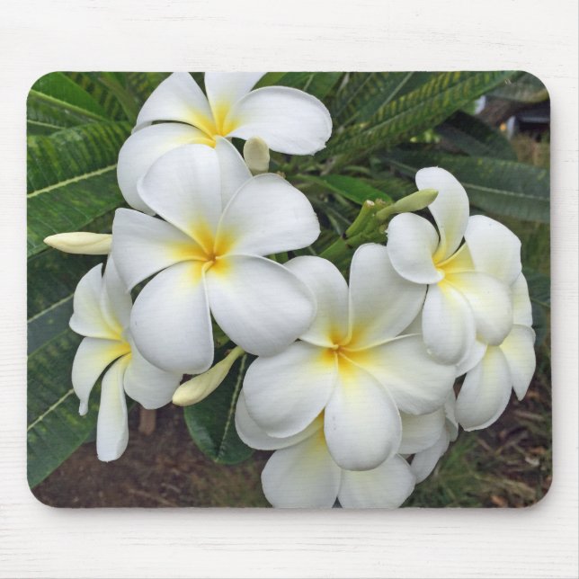 Hawaii Plumeria Flowers Musmatta (Framsidan)
