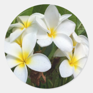 Hawaii Plumeria Flowers Runt Klistermärke