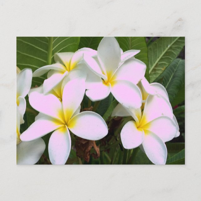 Hawaii Plumeria Flowers Vykort (Framsida)