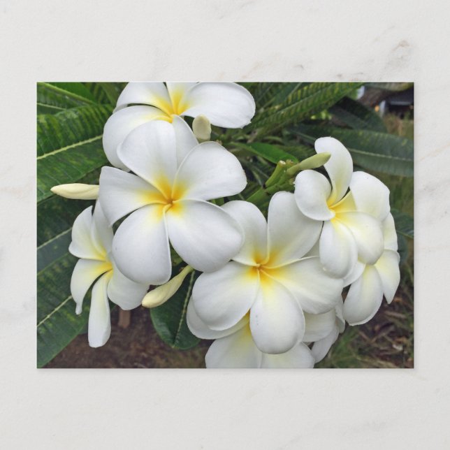 Hawaii Plumeria Flowers Vykort (Framsida)
