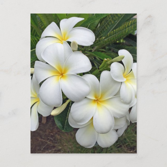 Hawaii Plumeria Flowers Vykort (Framsida)