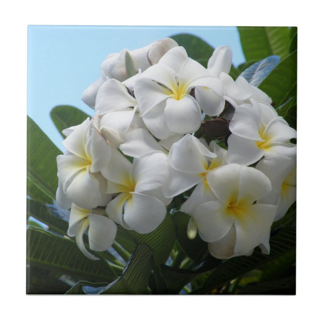 Hawaii Plumeria Kakelplatta (Framsidan)