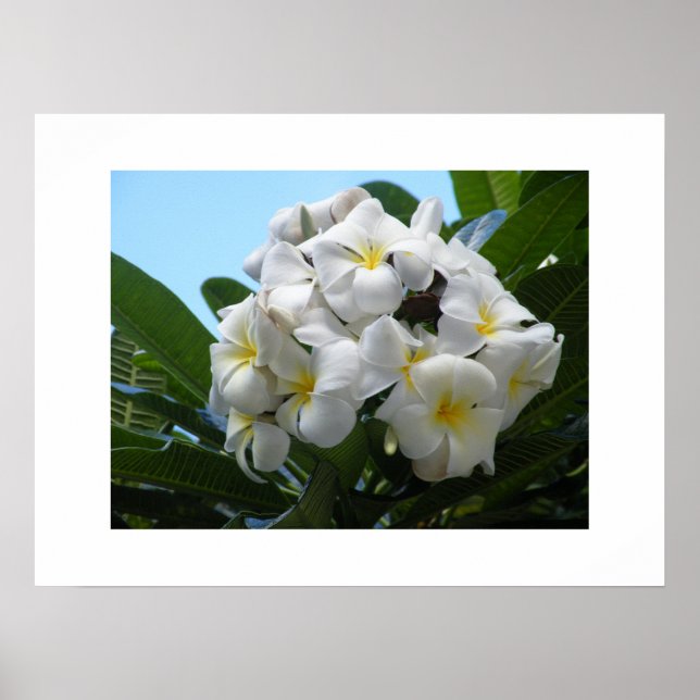 Hawaii Plumeria Poster (Framsidan)