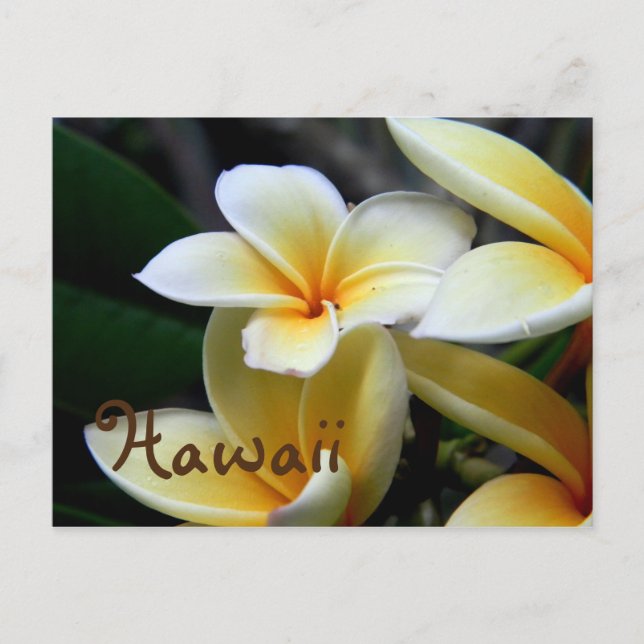 Hawaii Plumeria Vykort (Framsida)