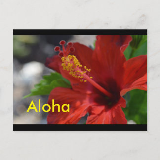 Hawaii Postcards Vykort