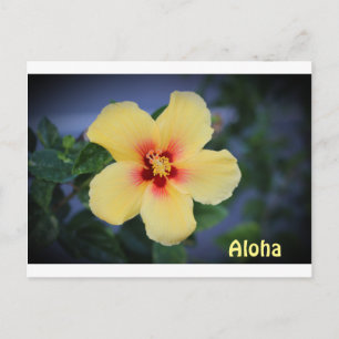 Hawaii-postkort med hawaii-statsblomman. vykort