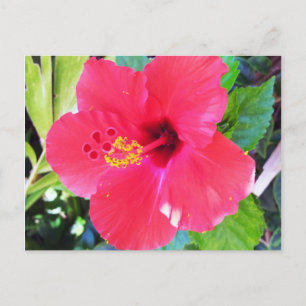 Hawaii Red Hibiscus Flower Vykort