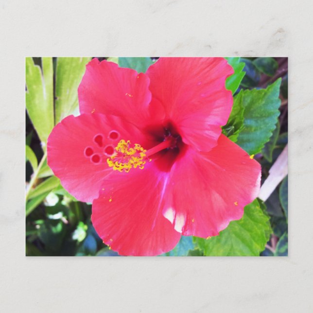Hawaii Red Hibiscus Flower Vykort (Framsida)