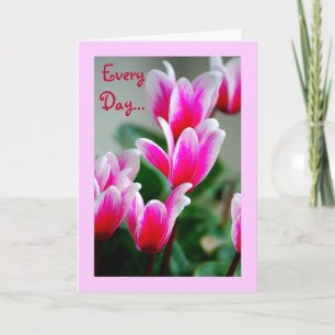 Hawaii Rosa Cyclamen Flowers. Kort