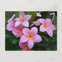 Hawaii Rosa Plumeria Flowers