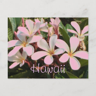 Hawaii rosa plumeriablomster vykort