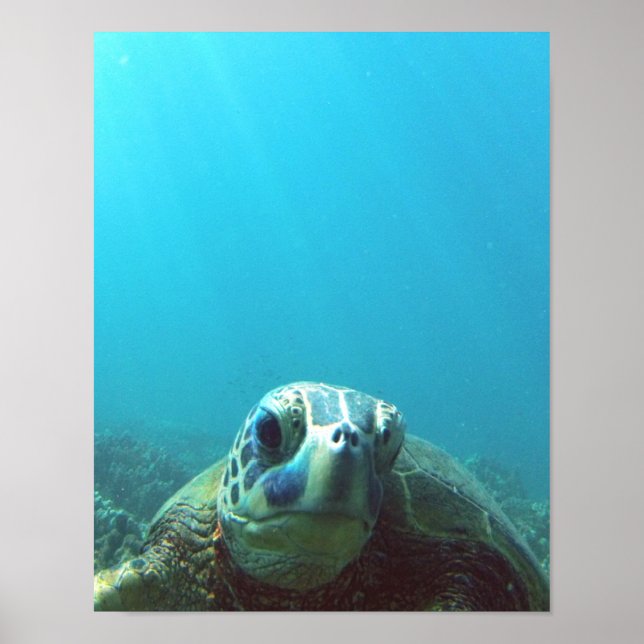 Hawaii Sea Turtle Poster (Framsidan)