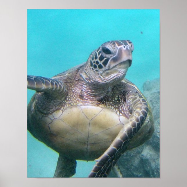Hawaii Sea Turtle Poster (Framsidan)