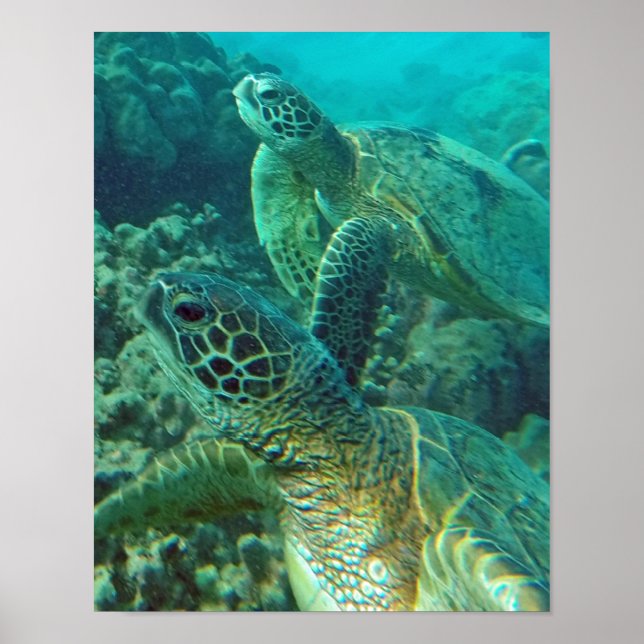 Hawaii Sea Turtle Poster (Framsidan)