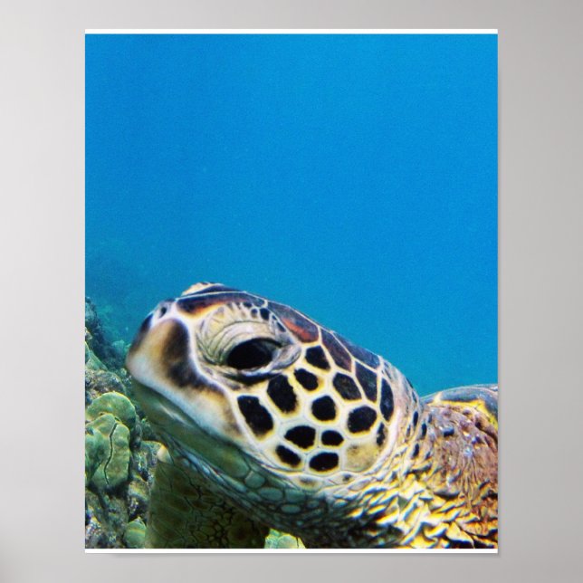 Hawaii Sea Turtle Poster (Framsidan)