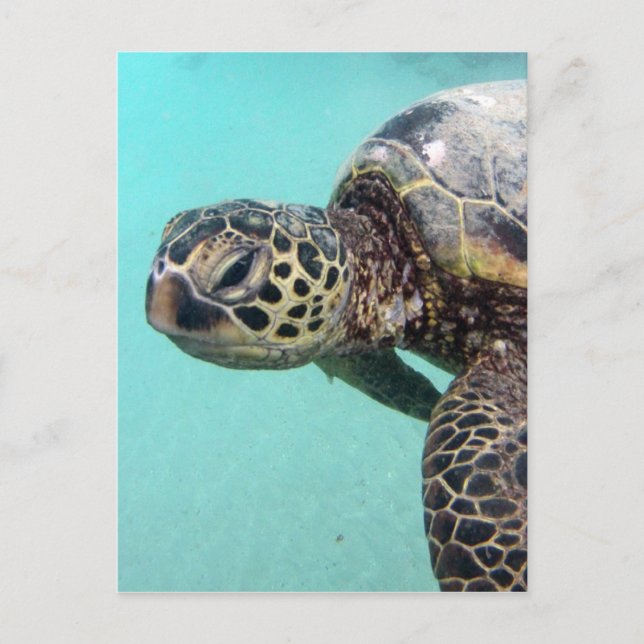 Hawaii Sea Turtle Vykort (Framsida)