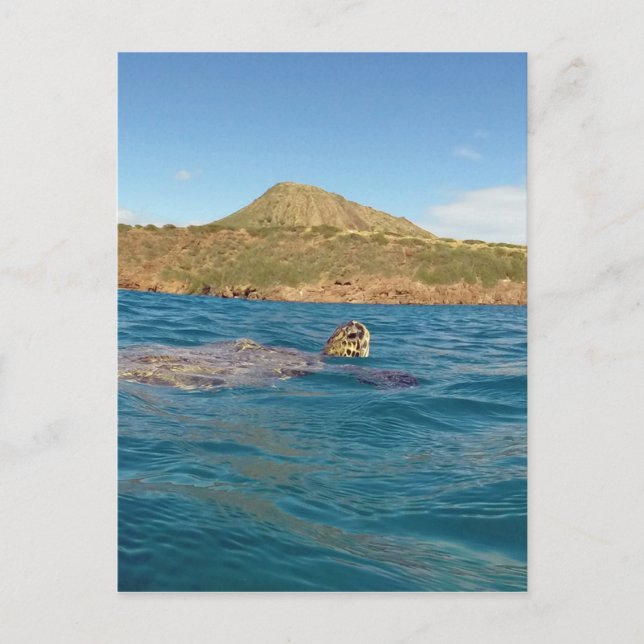 Hawaii sköldpadda vykort (Framsida)