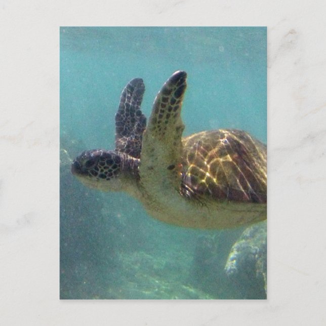 Hawaii Sköldpadda Vykort (Framsida)