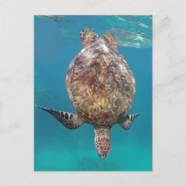 Hawaii sköldpaddasnäcka vykort