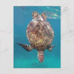 Hawaii sköldpaddasnäcka vykort