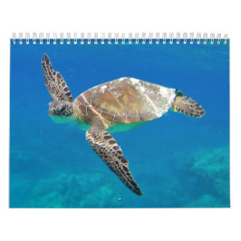 Hawaii sköldpaddor kalender