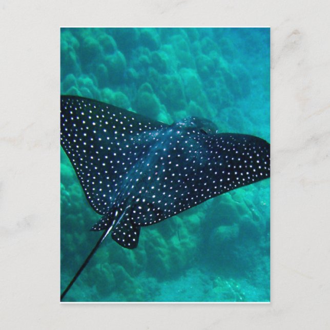 Hawaii Spoted Eagle Ray Vykort (Framsida)