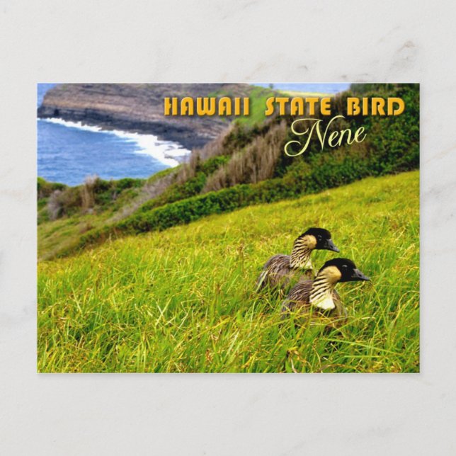 Hawaii State Bird - Nene eller Hawaiian Goose Vykort (Framsida)