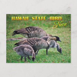 Hawaii State Bird - Nene eller Hawaiian Goose Vykort