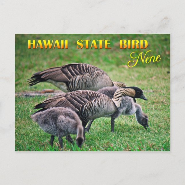 Hawaii State Bird - Nene eller Hawaiian Goose Vykort (Framsida)