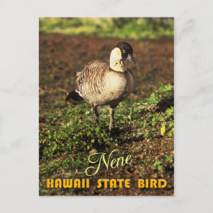 Hawaii State Bird - Nene eller Hawaiian Goose Vykort