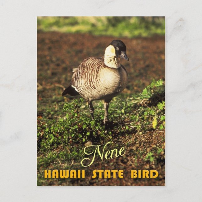 Hawaii State Bird - Nene eller Hawaiian Goose Vykort (Framsida)