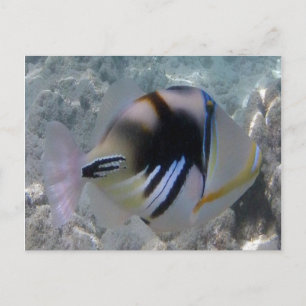 Hawaii State Fish - Himuhumunukunukuapua'a Vykort