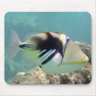 Hawaii State Fish - Humuhumunukunukuapua'a Musmatta