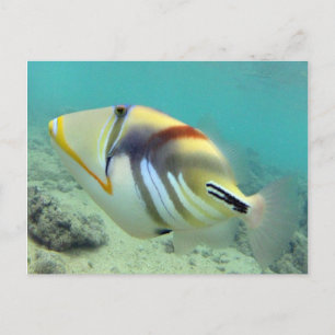 Hawaii State Fish - Humuhumunukunukuapua'a Vykort