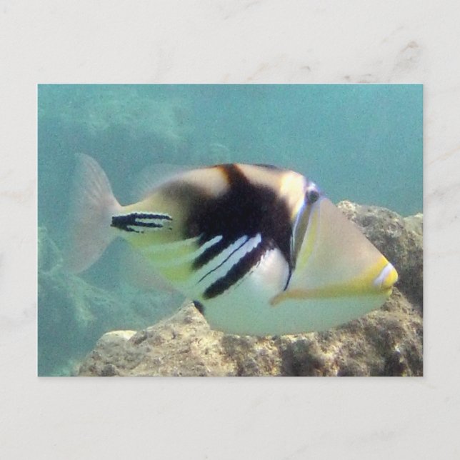 Hawaii State Fish - Humuhumunukunukuapua'a Vykort (Framsida)