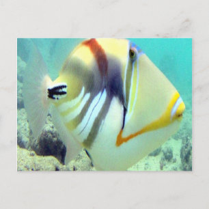 Hawaii State Fish - Humuhumunukunukuapua'a Vykort