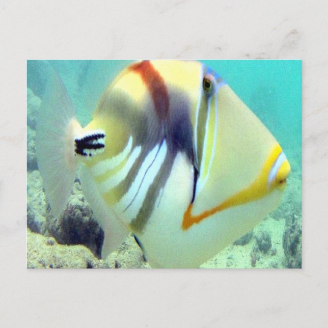 Hawaii State Fish - Humuhumunukunukuapua'a Vykort (Framsida)