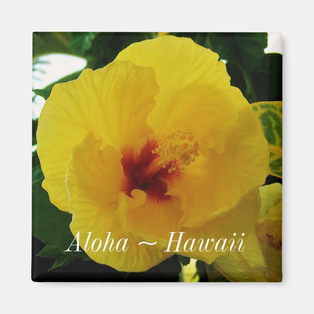 Hawaii State Flower Gult Hibiscus Magnet (Framsidan)