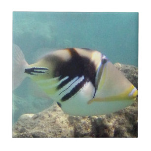 Hawaii statlig fisk - Humuhumunukunukuapua'a Kakelplatta