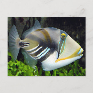 Hawaii, statlig fisk vykort