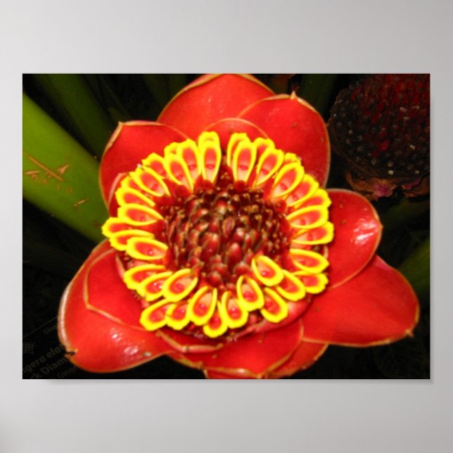 Hawaii Torch Ginger Poster (Framsidan)
